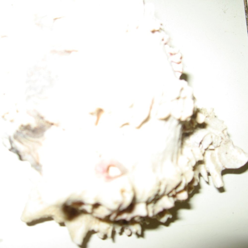 sea shell - Picture 4 of 4